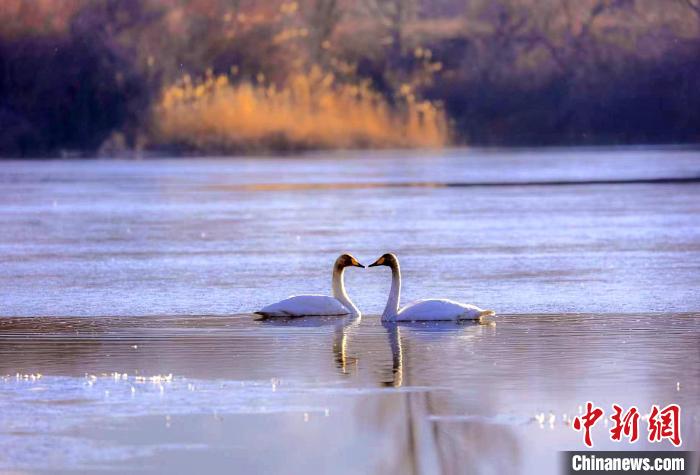 圖為天鵝在湖面嬉戲。　筱筱君 攝