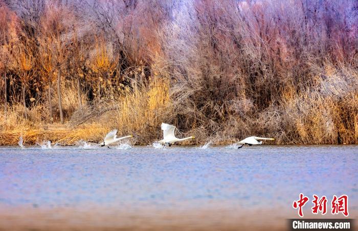 圖為起舞的天鵝與碧波蕩漾的湖面相映成趣?！『喖s 攝