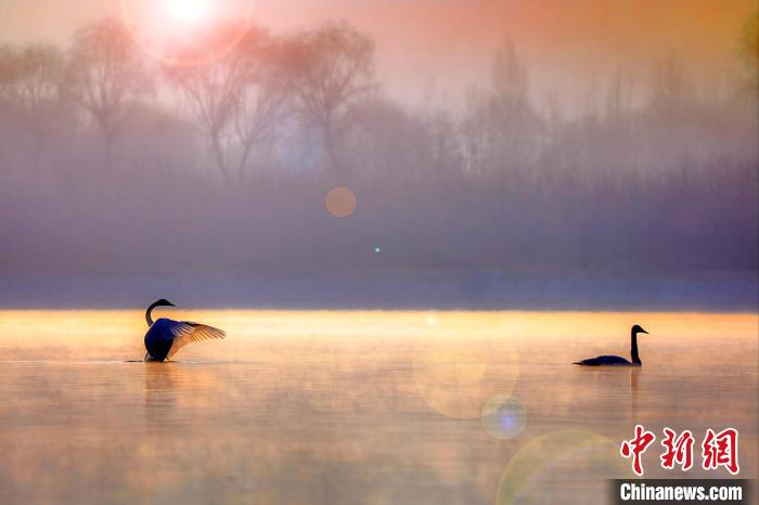圖為天鵝在湖面嬉戲?！◇泱憔?攝