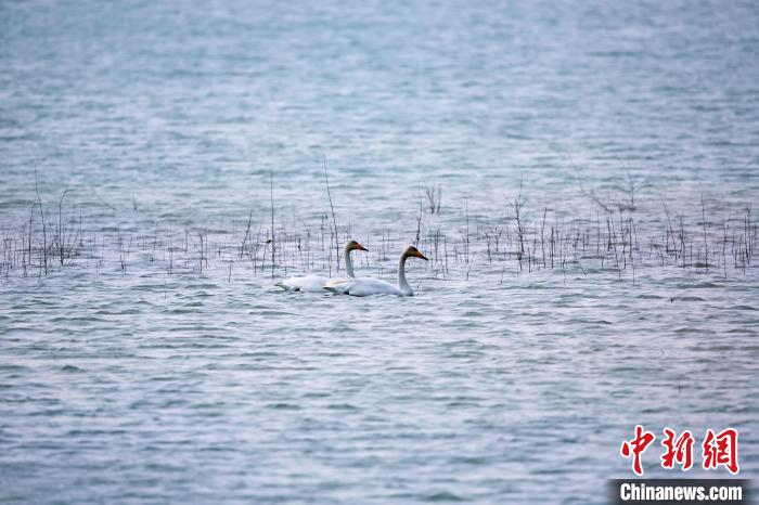 圖為天鵝在湖面嬉戲。　筱筱君 攝