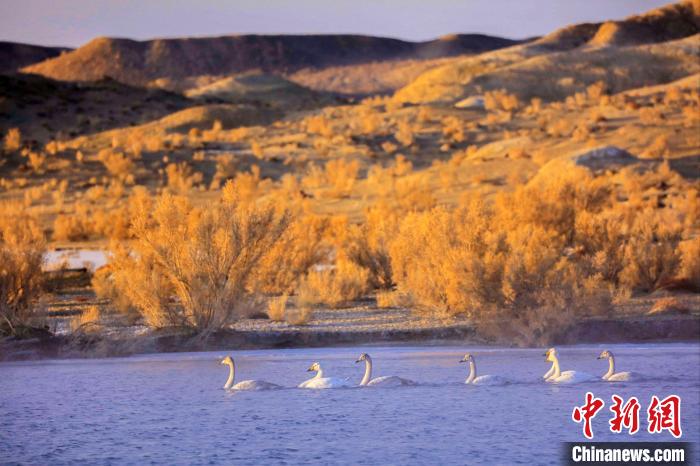 圖為黃河岸畔貴德縣迎來天鵝“做客”。　筱筱君 攝