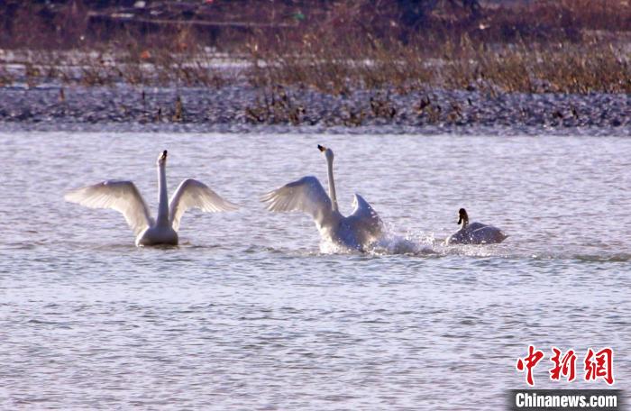 圖為黃河岸畔貴德縣迎來天鵝“做客”?！◇泱憔?攝