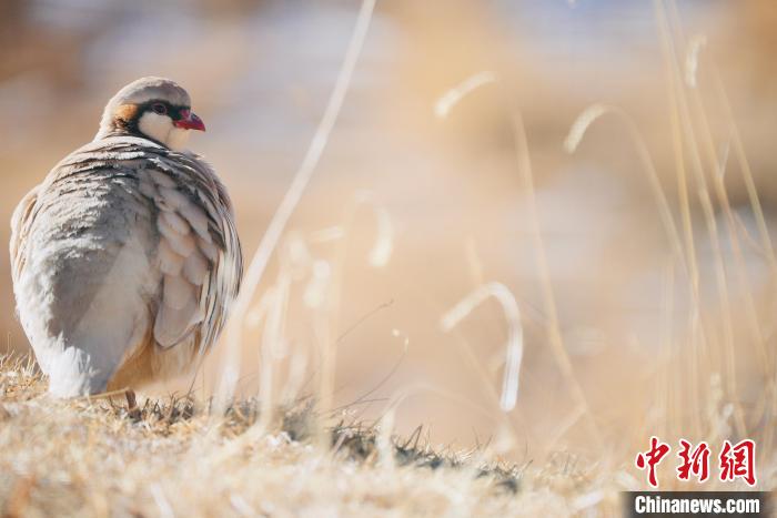 圖為都蘭縣境內(nèi)的鳥(niǎo)類。　拉毛杰 攝