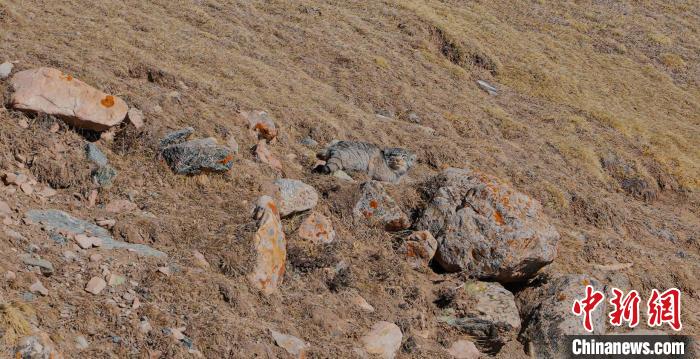 圖為兔猻。　拉毛杰 攝