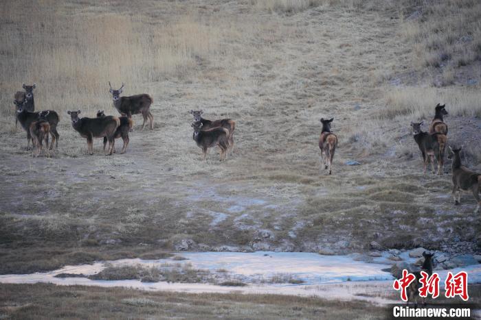圖為都蘭縣境內(nèi)的野生動(dòng)物?！±?攝