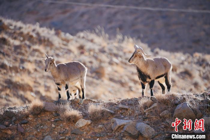 圖為都蘭縣境內(nèi)的野生動(dòng)物?！±?攝
