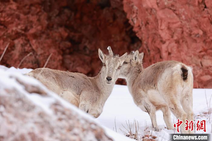 圖為在雪中悠然自得的巖羊。　白日丁布江才 攝