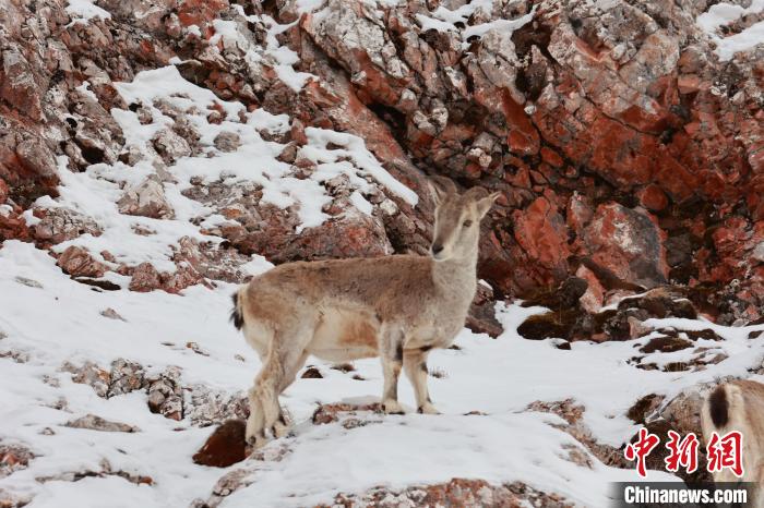 圖為在雪中悠然自得的巖羊?！“兹斩〔冀?攝