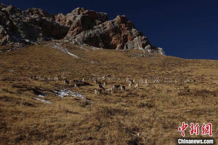 圖為巖羊群?！“兹斩〔冀?攝