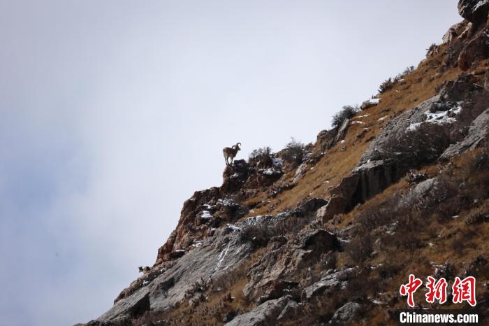 圖為在山崖上站立的巖羊。　白日丁布江才 攝