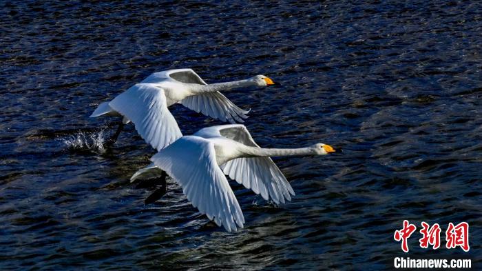 圖為兩只大天鵝。　嚴(yán)桉 攝