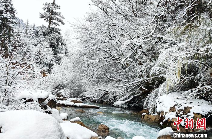 大熊貓國家公園王朗片區(qū)春雪如畫，宛若仙境?！×_春平 攝