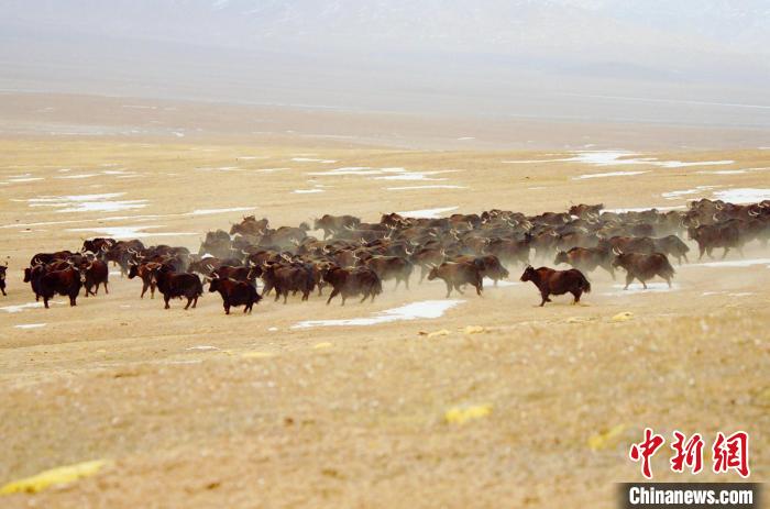 圖為青海省治多縣索加鄉(xiāng)的牛群。(資料圖) 治多縣委宣傳部 供圖