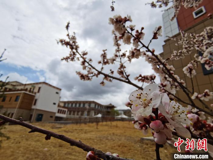 青海：初春遇降雪，百里不同“風(fēng)”