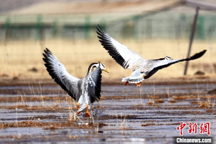 圖為斑頭雁嬉戲飛翔?！“?攝