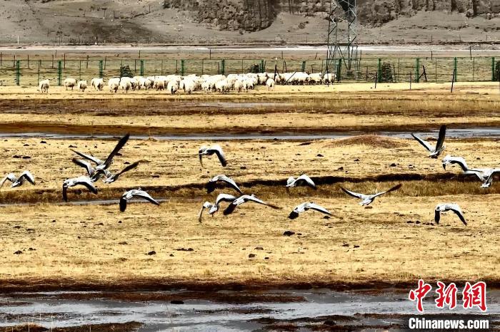 圖為斑頭雁在羊群邊飛翔?！“?攝