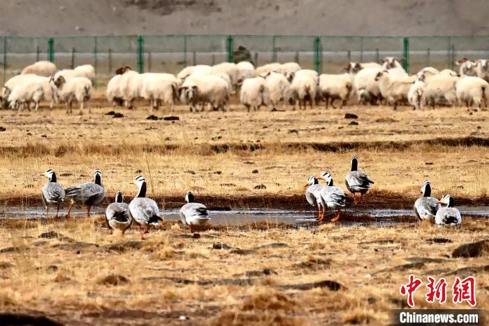 圖為羊群邊的成群斑頭雁。　包雷 攝