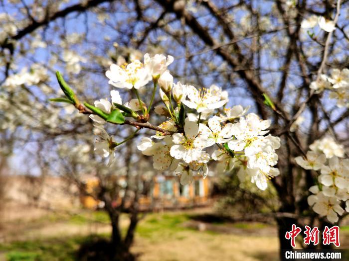 圖為梨花?！?zhí)砀?攝