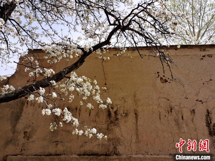 圖為一面土墻旁邊的梨花?！?zhí)砀?攝