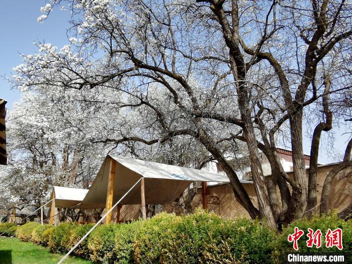 圖為尖扎噶達莊園內(nèi)的梨花?！?zhí)砀?攝
