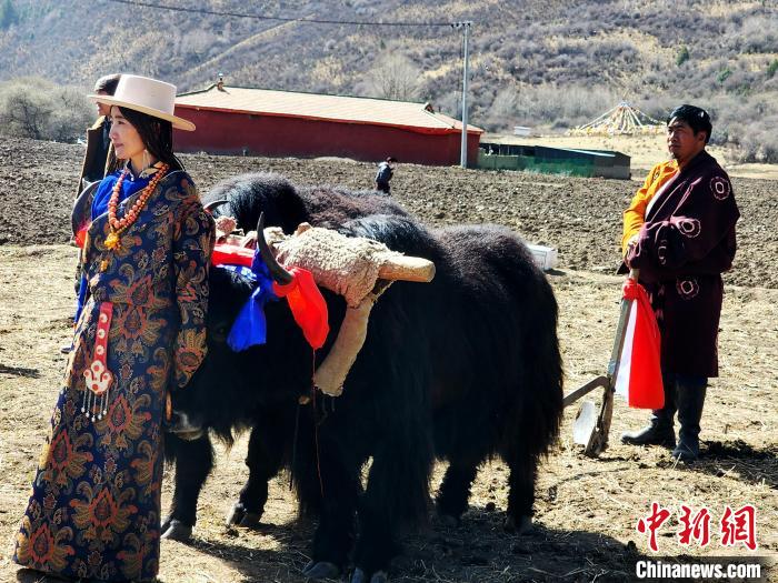 圖為藏族民眾牽著耕牛參加春耕儀式?！⊥觖惿?供圖