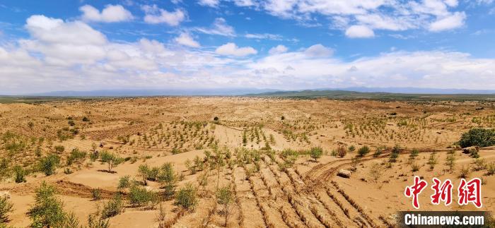 資料圖為貴南縣黃沙頭的防沙治沙草方格?！∑钤鲚?攝
