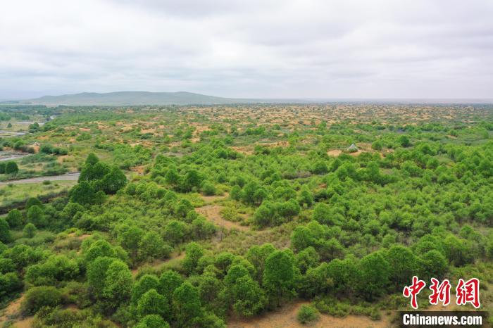 資料圖為航拍黃沙頭防沙治沙區(qū)植被?！∑钤鲚?攝
