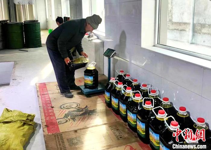 圖為高原油菜籽榨出的菜籽油?！埖么?攝