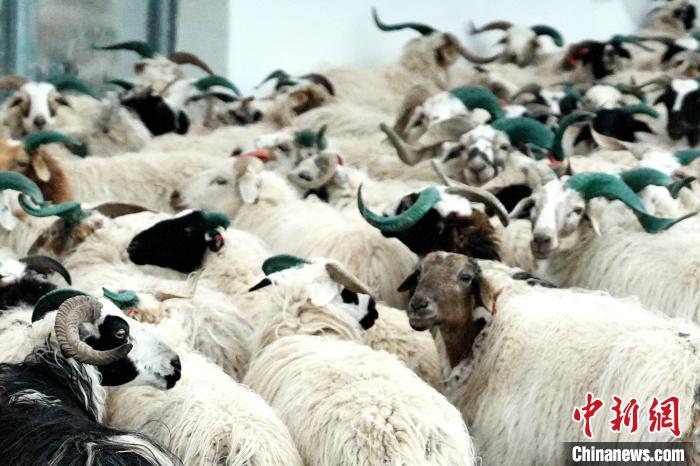圖為被評為國家農(nóng)產(chǎn)品地理標(biāo)志保護(hù)產(chǎn)品的剛察藏羊進(jìn)場入圈?！〔讨绢?攝