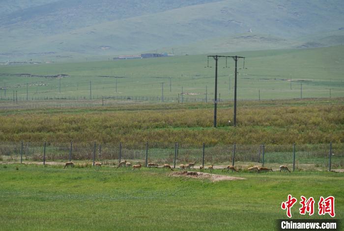 圖為成群普氏原羚在草場上愜意覓食，悠閑自在?！●R銘言 攝