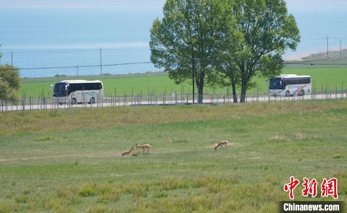 圖為成群普氏原羚在草場上愜意覓食，悠閑自在。　馬銘言 攝