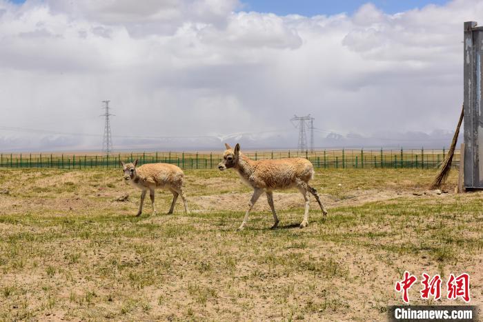 圖為可可西里國家級自然保護區(qū)內(nèi)的藏羚羊。　張虎魁 攝