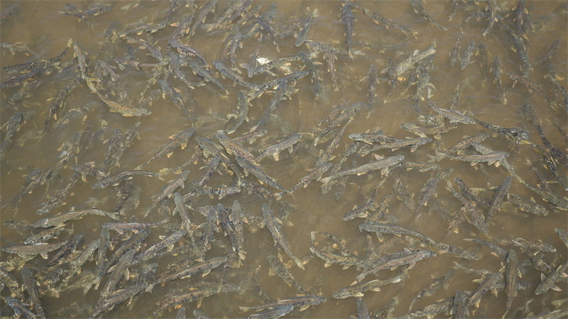 青海湖裸鯉。