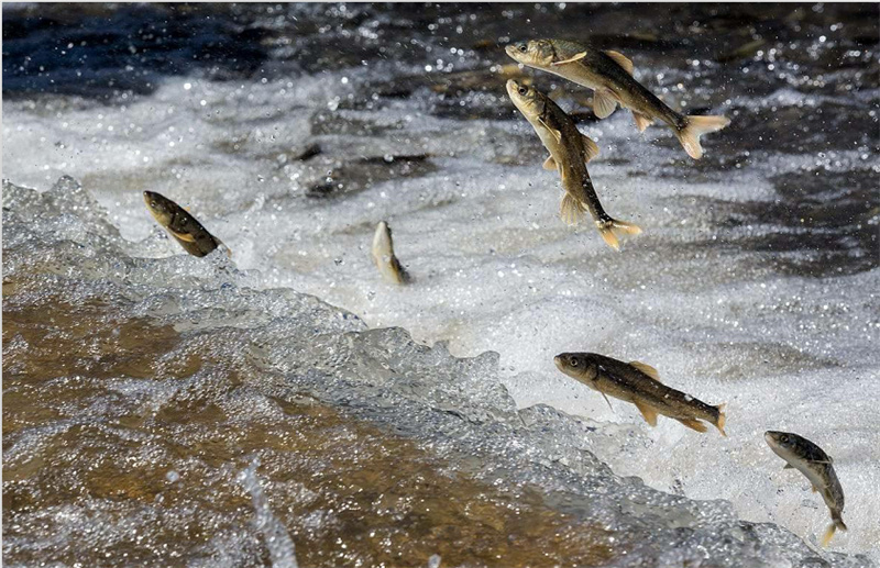 湟魚洄游。才旦桑吾攝