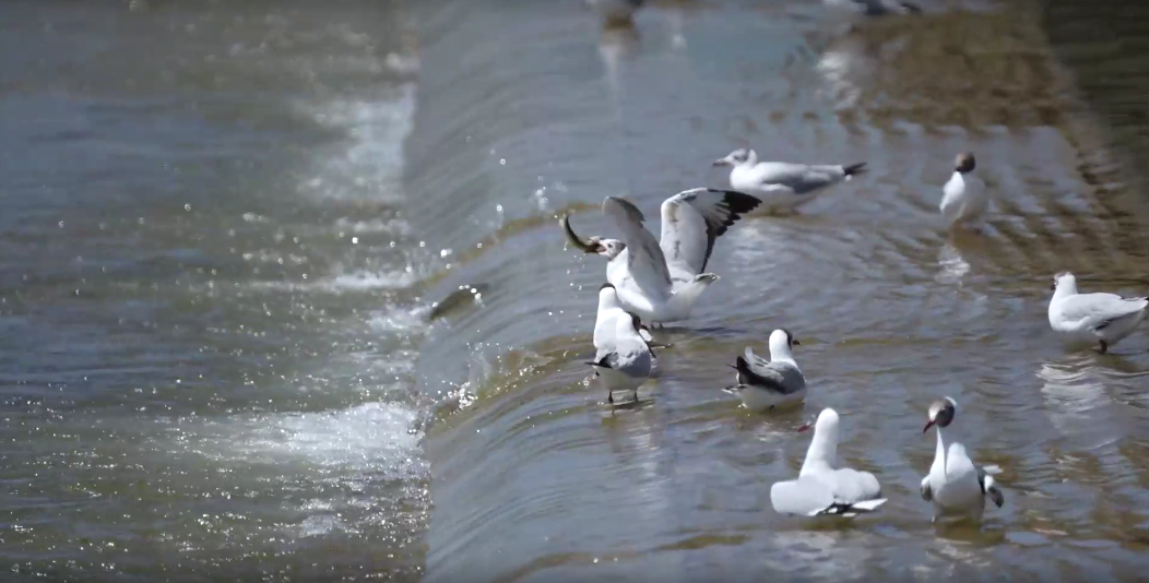 湟魚洄游奇觀。包雷攝