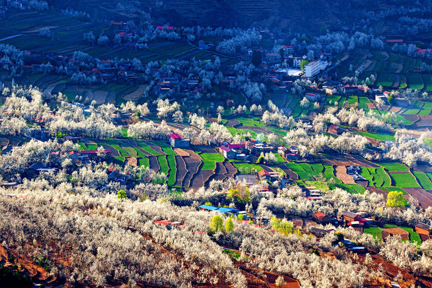 大金川上看梨花，梨云悠悠，滿山遍野潔白一片。金川縣供圖