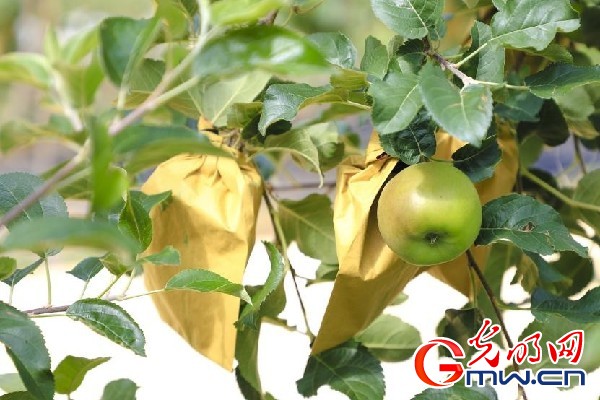 我們的家園｜小蘋果帶動大產(chǎn)業(yè)，帶你看看這座阿壩州小村的鄉(xiāng)村振興新模式