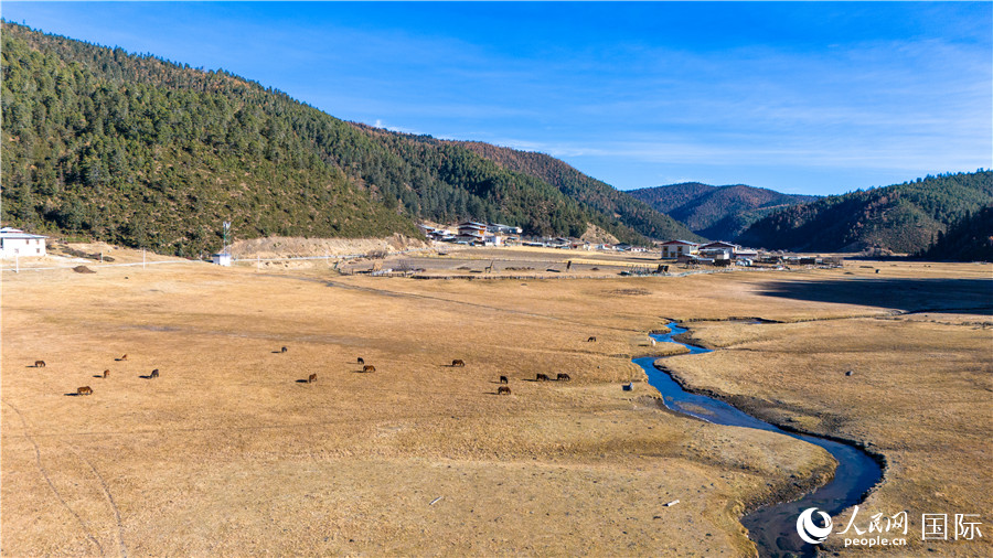 香格里拉國家公園內(nèi)的高山草甸。人民網(wǎng)記者 虎遵會攝