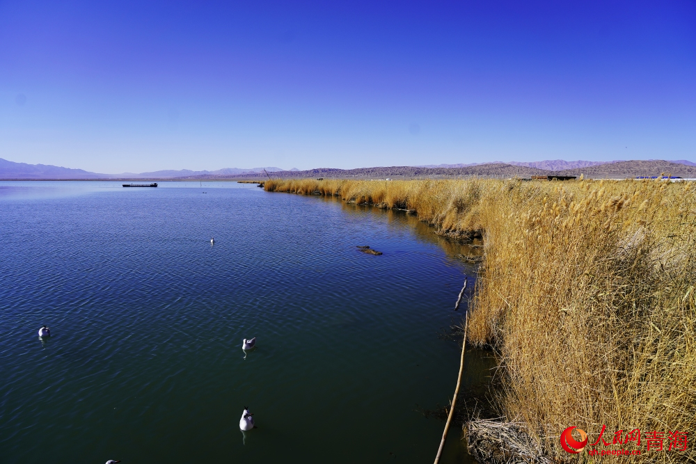 可魯克湖秋色如畫。人民網(wǎng) 陳明菊攝