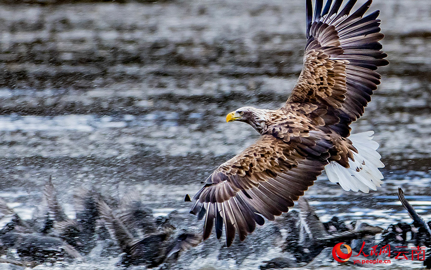 白尾海雕抓骨頂雞。彭建生攝
