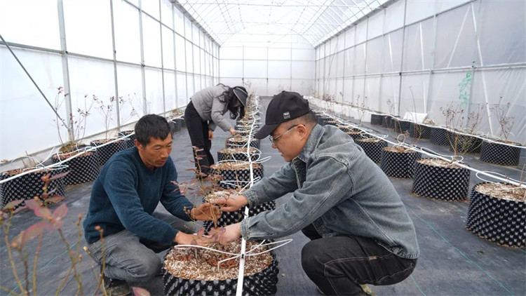 任宇和工人一起為藍莓苗修枝。黑水縣融媒體中心供圖