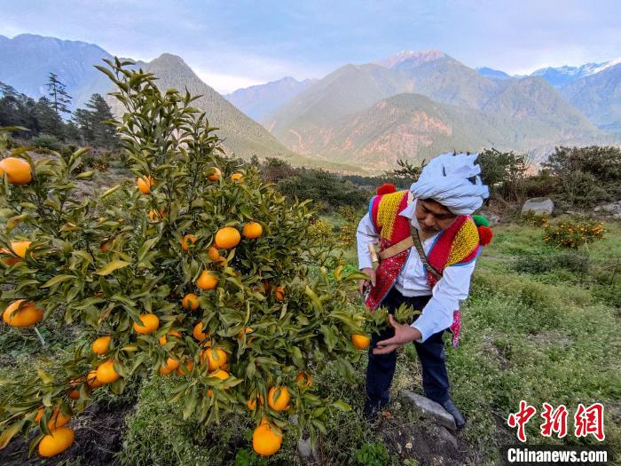 林芝下察隅鎮(zhèn)京都村101畝耙耙柑豐收。　江飛波 攝