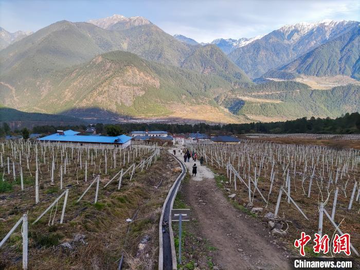 西藏林芝下察隅鎮(zhèn)的獼猴桃種植園?！〗w波 攝