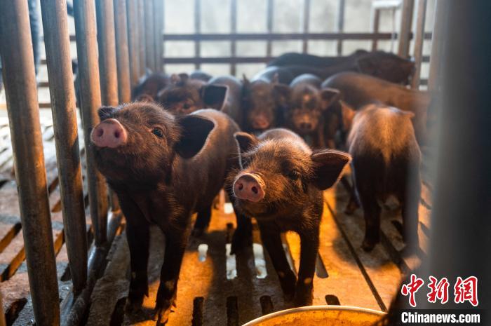 西藏林芝藏豬產(chǎn)業(yè)走上標準化、產(chǎn)業(yè)化之路