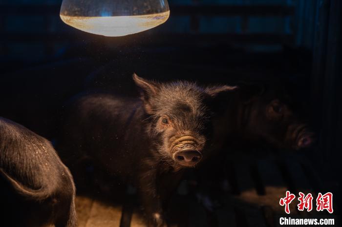 圖為藏豬被稱為“高原之珍”，以口感佳、營養(yǎng)價值高而聞名。　何蓬磊 攝