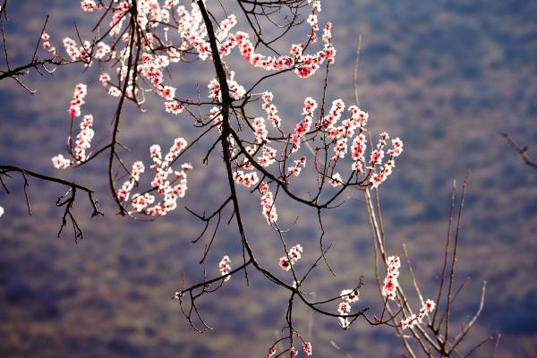 世外桃源！一組圖告訴你，西藏林芝桃花能有多美