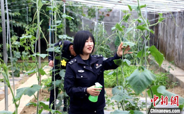 圖為李冬雪在溫室大棚里勞作。　西藏出入境邊防檢查總站供圖