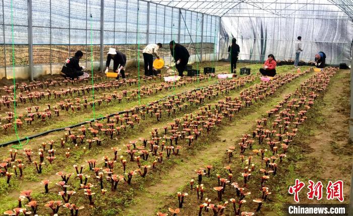 西藏米林“家庭農場”：引領種植產(chǎn)業(yè)助力鄉(xiāng)村振興