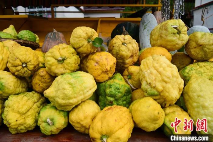 墨脫大檸檬，學(xué)名香櫞，和檸檬均為蕓香科植物。(<a target='_blank' href='/'><p  align=