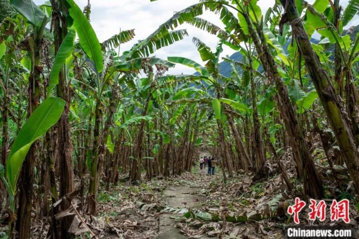 墨脫公路沿線的芭蕉林。